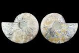 Cut & Polished Ammonite Fossil - Agatized #91166-1